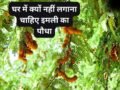 घर में न लगाएं इमली का पौधा, इसके फलने-फूलने के साथ आती हैं परेशानियां, जानिए क्या कहते हैं धर्म और वास्तु शास्त्र​