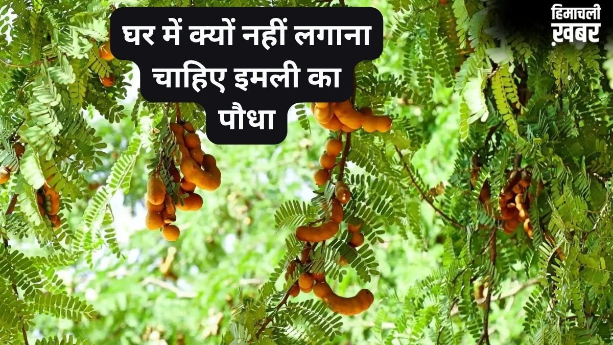 घर में न लगाएं इमली का पौधा, इसके फलने-फूलने के साथ आती हैं परेशानियां, जानिए क्या कहते हैं धर्म और वास्तु शास्त्र​