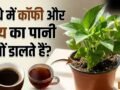 पौधे की जड़ों में क्यों डालते हैं कॉफी और चाय की पत्ती का पानी, जानिए इससे क्या होता है?