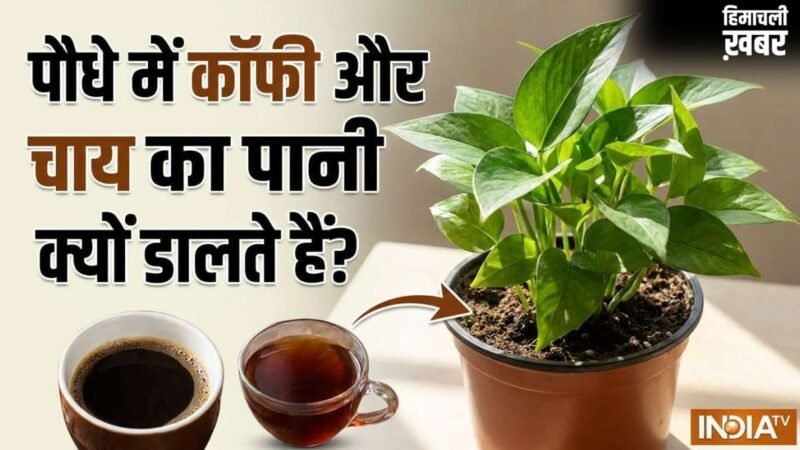 पौधे की जड़ों में क्यों डालते हैं कॉफी और चाय की पत्ती का पानी, जानिए इससे क्या होता है?​