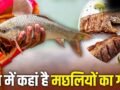 Fish: न पश्चिम बंगाल, न ओडिशा, देश को सबसे ज्यादा मछली देने वाला राज्य कौन सा? अमेरिका तक डिमांड​