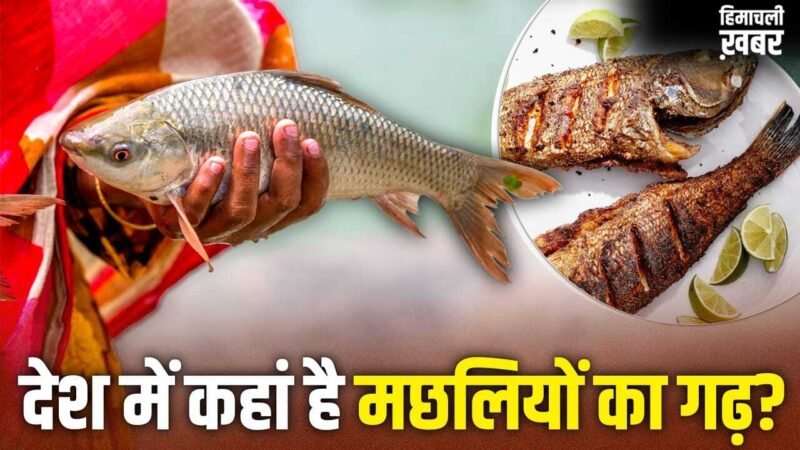 Fish: न पश्चिम बंगाल, न ओडिशा, देश को सबसे ज्यादा मछली देने वाला राज्य कौन सा? अमेरिका तक डिमांड​