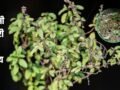 Tulsi Manjari: घर में बस इस जगह रख दें तुलसी की सूखी मंजरी, फिर देखें चमत्कार, मां लक्ष्मी की बरसेगी असीम कृपा!​