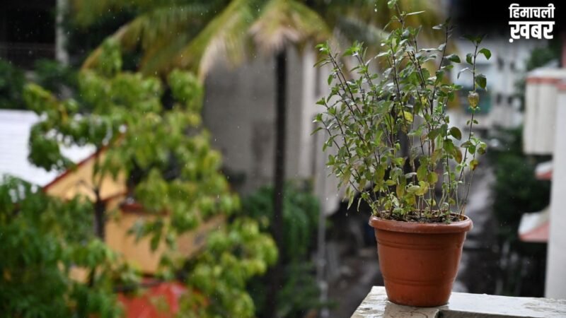बार-बार सूख रही तुलसी? आने वाली परेशानियों और तनाव का है संकेत, इन उपायों से गर्मी में भी हरा-भरा रहेगा पौधा​