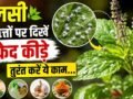 सफेद कीड़ों से खराब हो रही तुलसी, इस तरीके से करें पौधे का बचाव​