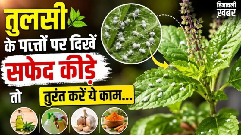 सफेद कीड़ों से खराब हो रही तुलसी, इस तरीके से करें पौधे का बचाव​