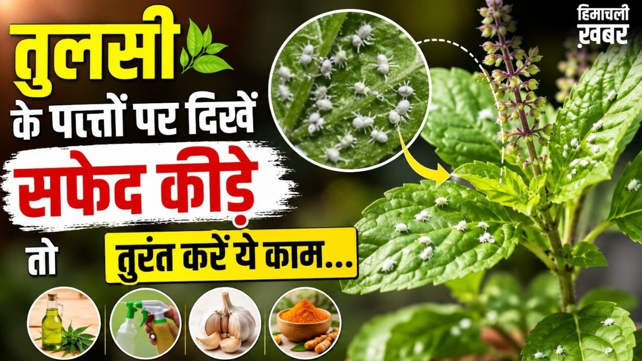 सफेद कीड़ों से खराब हो रही तुलसी, इस तरीके से करें पौधे का बचाव