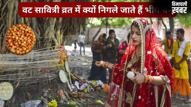 वट सावित्री व्रत में बिना चबाए क्यों निगले जाते हैं कच्चे चने? जानिए इस पूजा में भीगे चने का महत्व और रहस्य​