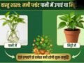 Money Plant Vastu: मनी प्लांट पानी में उगाएं या मिट्टी में? ऐसे लगाएंगे तो चुंबक की तरह खिंचा चला आएगा पैसा!