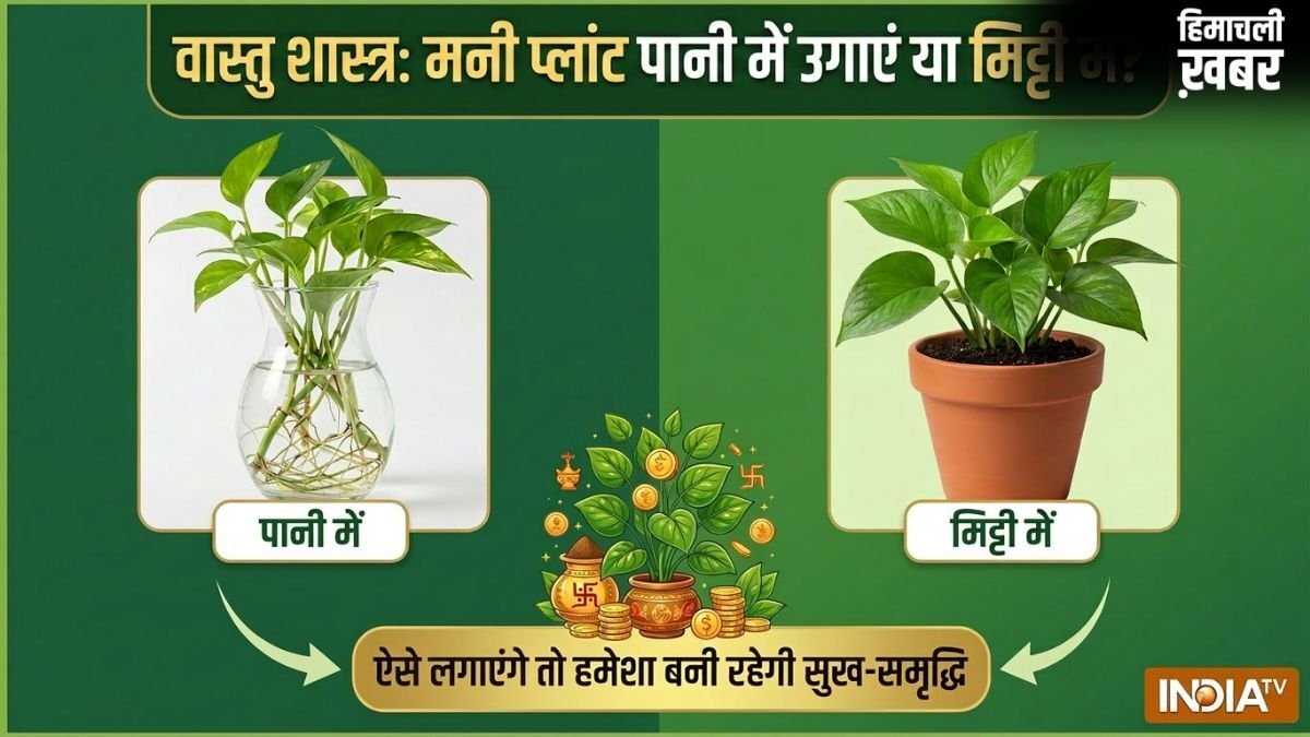 Money Plant Vastu: मनी प्लांट पानी में उगाएं या मिट्टी में? ऐसे लगाएंगे तो चुंबक की तरह खिंचा चला आएगा पैसा!​