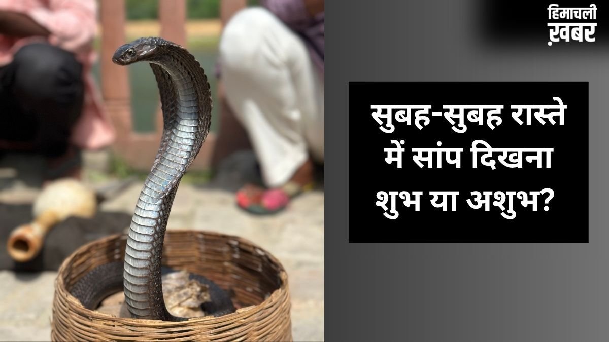 सुबह-सुबह जब अचानक रास्ते में दिख जाए सांप, तो इसका क्या मतलब होता है? जानें इसके पीछे के छिपे बड़े संकेत​