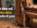 घर में लकड़ी को नुकसान पहुंचा सकती हैं कारपेंटर चींटियां, जानिए पहचान और बचाव के तरीके​