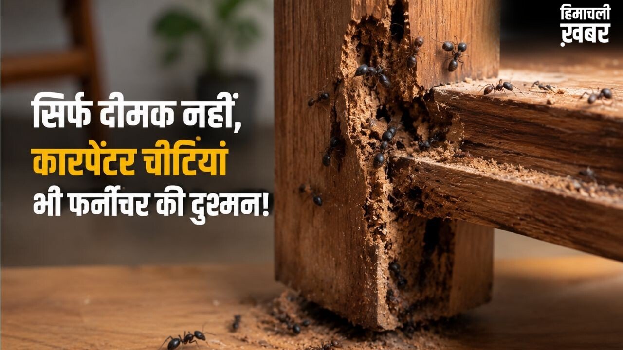 घर में लकड़ी को नुकसान पहुंचा सकती हैं कारपेंटर चींटियां, जानिए पहचान और बचाव के तरीके​