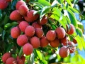 Litchi Side Effects: स्वादिष्ट लीची कहीं न बन जाए मुसीबत, एक्सपर्ट्स ने बताया खाने का सही तरीका​