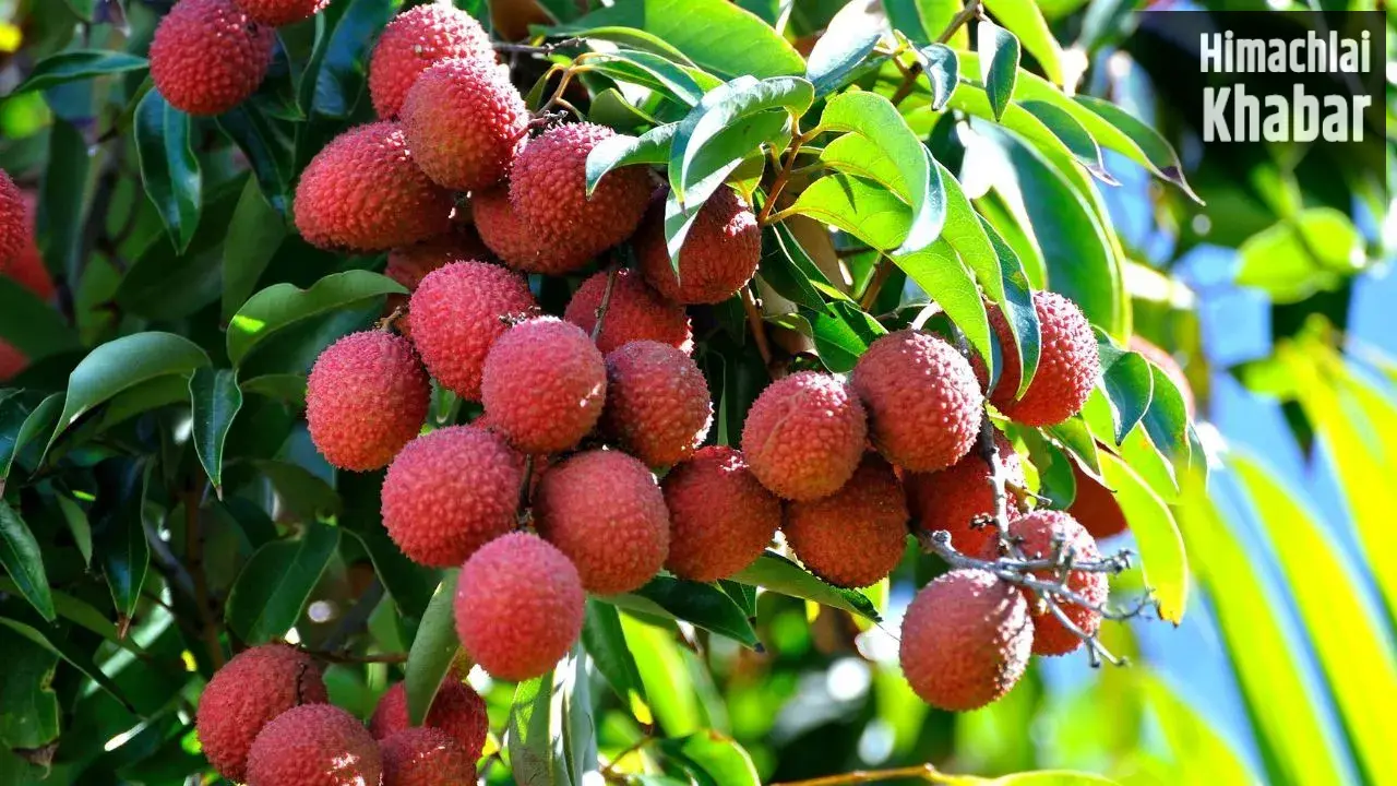 Litchi Side Effects: स्वादिष्ट लीची कहीं न बन जाए मुसीबत, एक्सपर्ट्स ने बताया खाने का सही तरीका