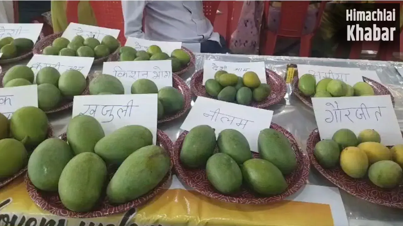 आम महोत्सव में छाया ढाई लाख रुपये किलो का आम, चार दर्जन से अधिक प्रजातियों ने खींचा लोगों का ध्यान