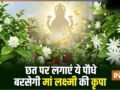 घर की छत पर लगा दें ये खुशबूदार पौधे, चुंबक की तरह खिंचा चला आएगा पैसा, मां लक्ष्मी की होगी असीम कृपा!​
