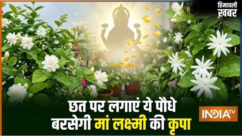 घर की छत पर लगा दें ये खुशबूदार पौधे, चुंबक की तरह खिंचा चला आएगा पैसा, मां लक्ष्मी की होगी असीम कृपा!​