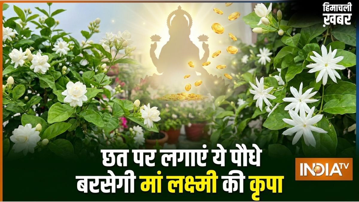घर की छत पर लगा दें ये खुशबूदार पौधे, चुंबक की तरह खिंचा चला आएगा पैसा, मां लक्ष्मी की होगी असीम कृपा!