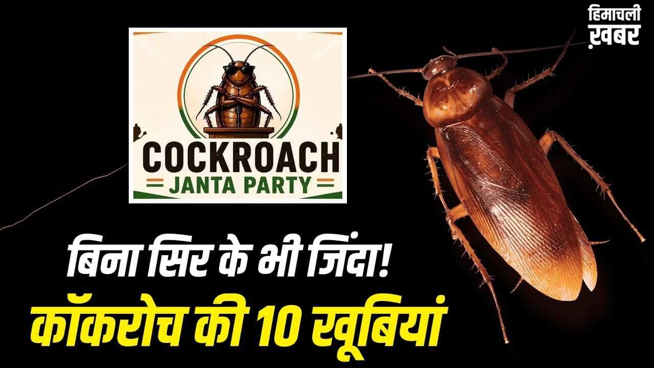 न खाना, न पानी, न सिर, फिर भी जिंदा! जानें कॉकरोच की 10 खूबियां, दिल्ली में CJP के प्रदर्शन से चर्चा में​