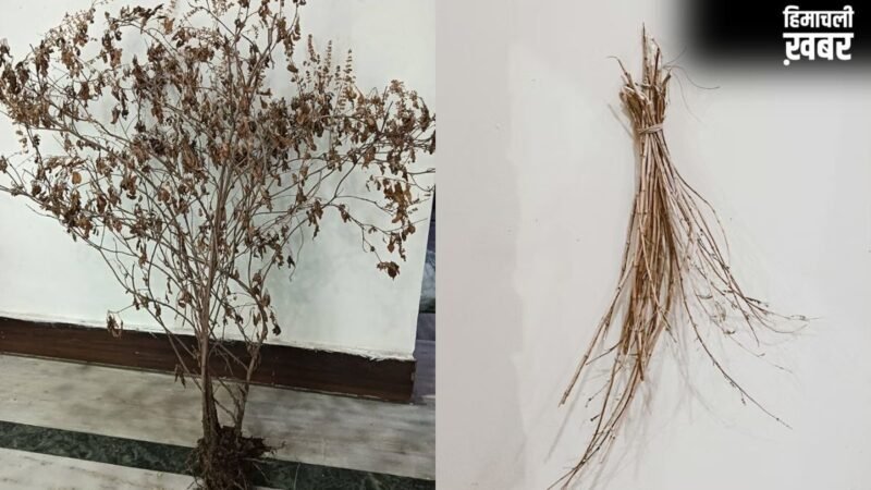 गर्मी में झुलसकर सूख गया है तुलसी का पौधा, न करें इसे फेंकने की भारी भूल, सूखी टहनियां दूर करेगी नेगेटिविटी​