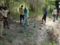 कानपुर में पेड़ पर चढ़े तेंदुए की फोटो निकली फर्जी; ग्रामीणों में थी दहशत, दोषियों के खिलाफ होगी कार्रवाई​