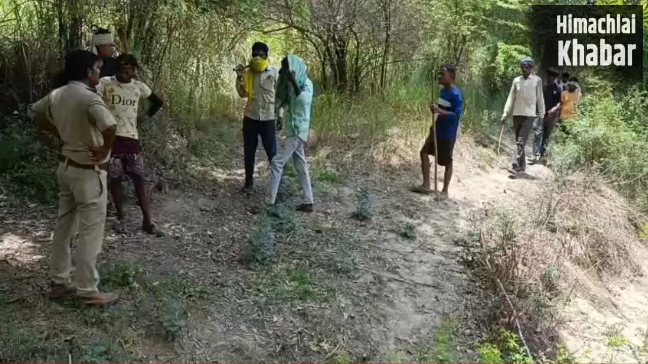कानपुर में पेड़ पर चढ़े तेंदुए की फोटो निकली फर्जी; ग्रामीणों में थी दहशत, दोषियों के खिलाफ होगी कार्रवाई