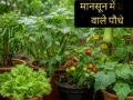 मानसून में घर पर आसानी से उगा सकते हैं ये पौधे, कम देखभाल में भी हर-भरा रहेगा किचन गार्डन​