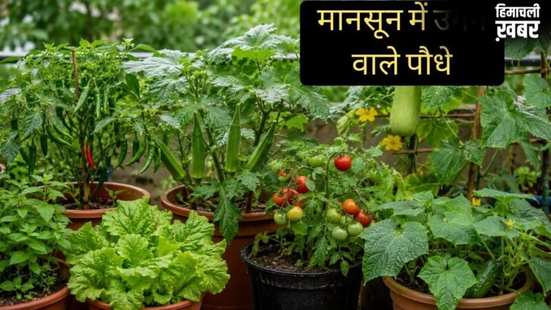 मानसून में घर पर आसानी से उगा सकते हैं ये पौधे, कम देखभाल में भी हर-भरा रहेगा किचन गार्डन​