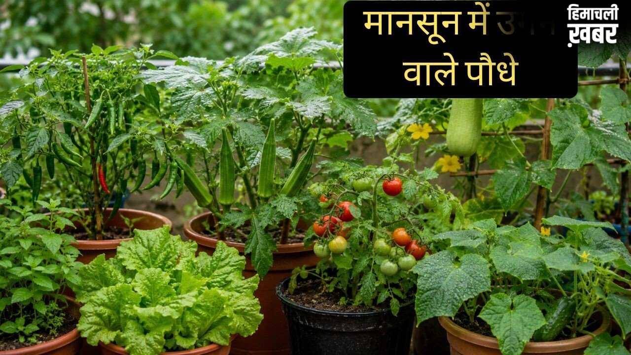 मानसून में घर पर आसानी से उगा सकते हैं ये पौधे, कम देखभाल में भी हर-भरा रहेगा किचन गार्डन