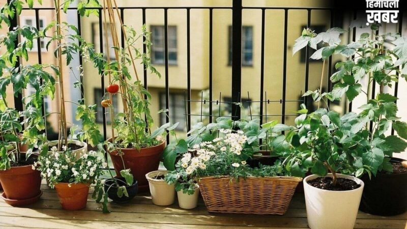 Old Tyre Reuse: Old Tyre Reuse का ये तरीका हो रहा Viral, अब आपका Garden भी पाएगा एक Designer Look​