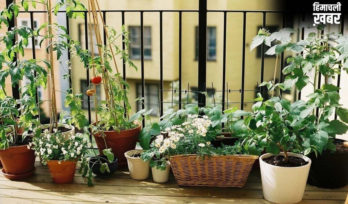 Old Tyre Reuse: Old Tyre Reuse का ये तरीका हो रहा Viral, अब आपका Garden भी पाएगा एक Designer Look​