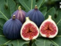 Fig Benefits : सिर्फ 15 दिन तक रोज खा लें 1 अंजीर… फिर शरीर में दिखेंगे ऐसे बदलाव, डॉक्टर ने बताया सही तरीका