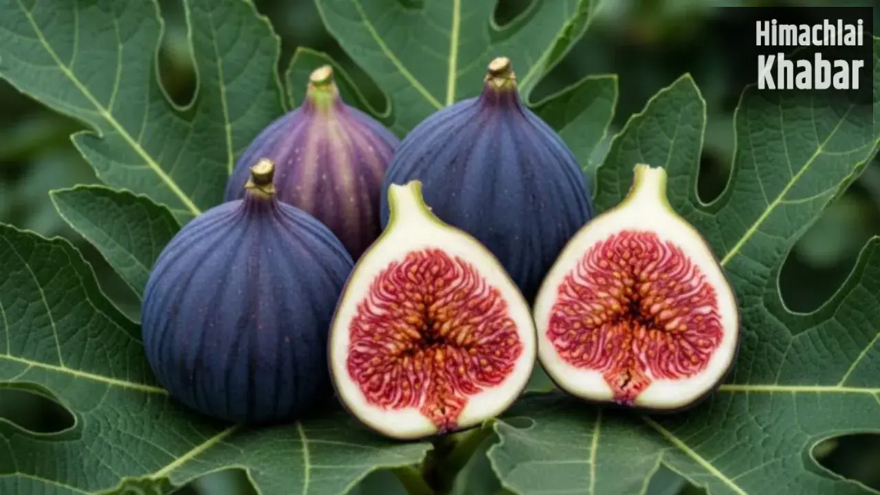 Fig Benefits : सिर्फ 15 दिन तक रोज खा लें 1 अंजीर… फिर शरीर में दिखेंगे ऐसे बदलाव, डॉक्टर ने बताया सही तरीका