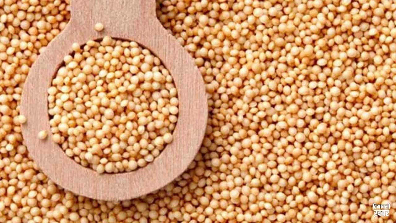 Rajgira Benefits: सेहत का सुपरफूड है राजगिरा, जानिए इसके कमाल के फायदे और खाने का सही तरीका
