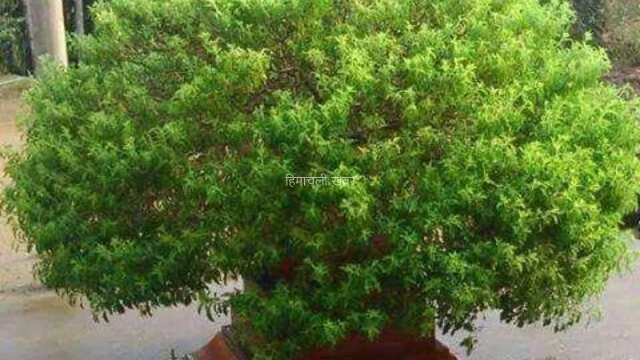 Van Tulsi : वन तुलसी है इन बीमारियों की दुश्मन, औषधीय गुणों से भरपूर इस विशेष तुलसी के फ़ायदे कर देंगे हैरान