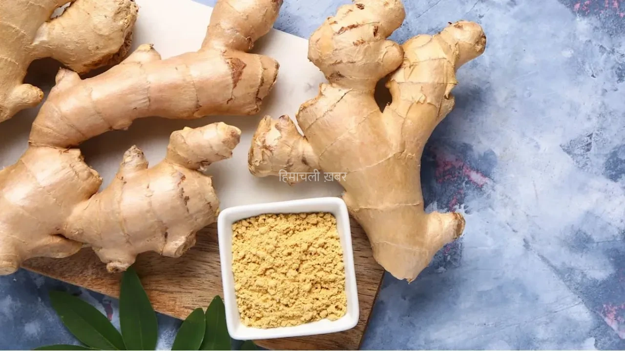 Ginger Benefits: सिर्फ चाय ही नहीं, स्किन और बालों के लिए किसी वरदान से कम नहीं अदरक, जानें 20 जबरदस्त फायदे​