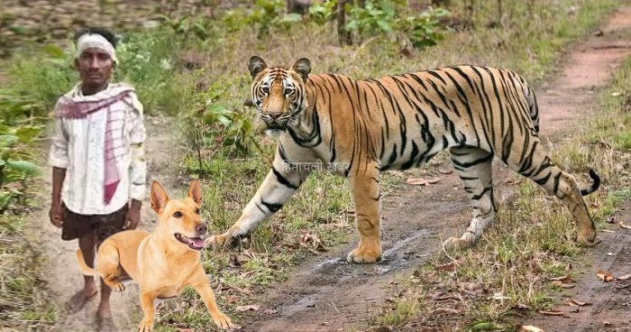 शौच करने निकले युवक पर बाघ ने किया हमला पालतू कुत्ते ने इस तरह से बचाई मालिक की जान