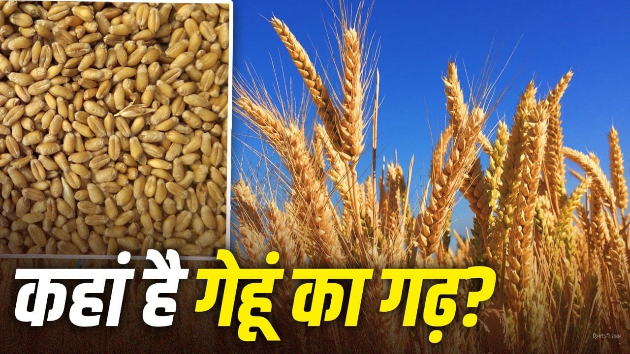 चीन, भारत या पाकिस्तान, दुनिया में सबसे ज्यादा गेहूं उगाने वाला देश कौन सा?