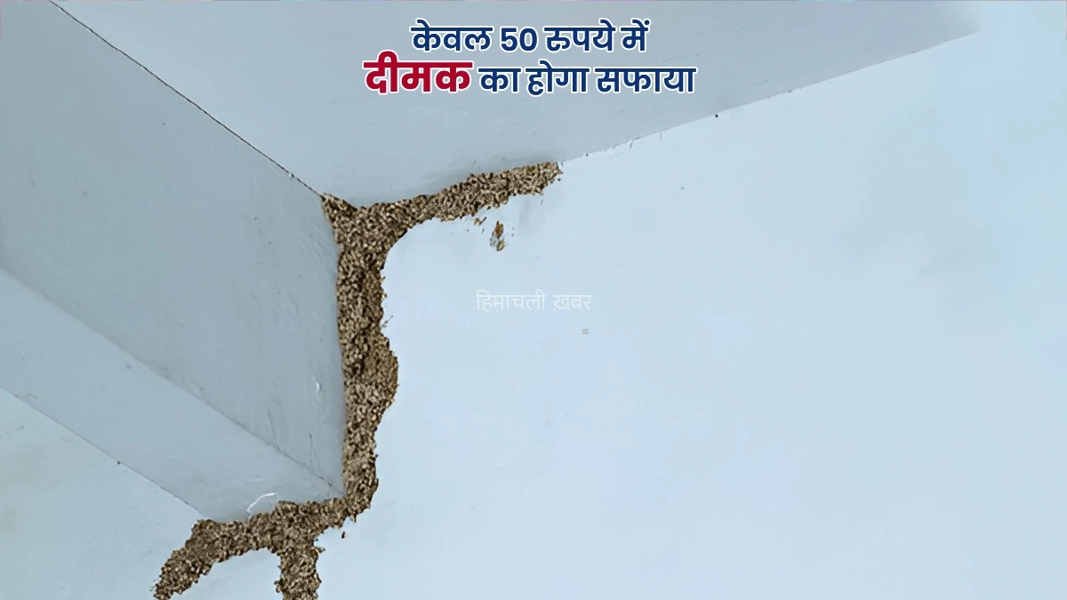 दरवाजे के बाद, दीमक ने दीवार पर साधा निशान? इन 5 आसान तरीकों से करें जड़ से खत्म, खर्च सिर्फ 50 रुपये