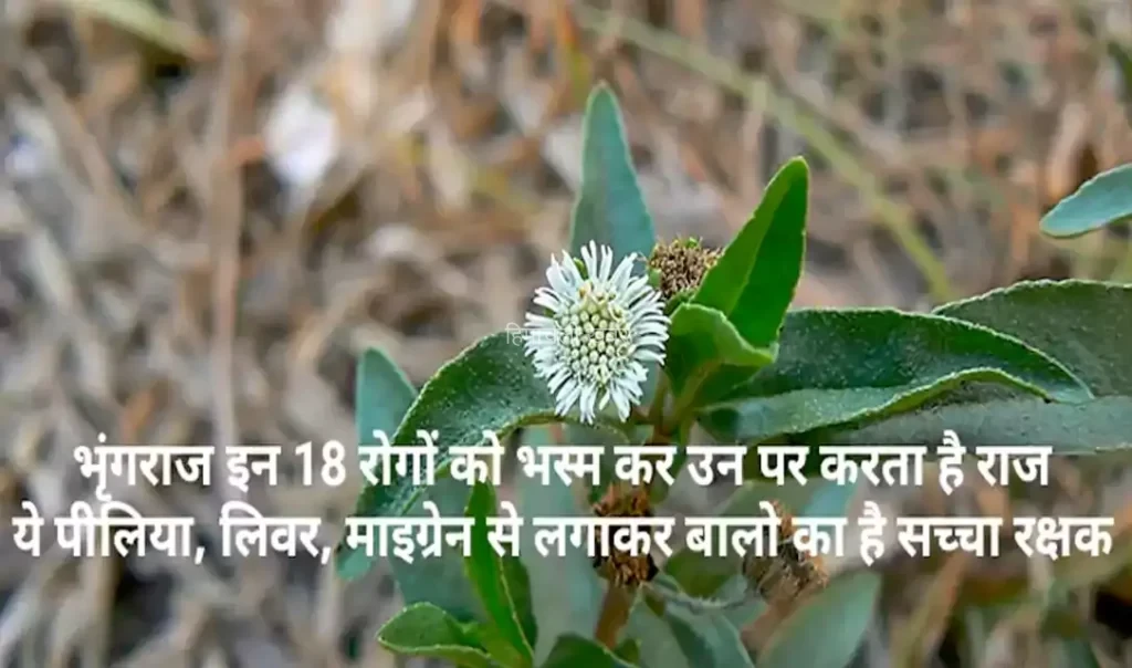 भृंगराज को आयुर्वेद में क्यों माना जाता है इतना खास? बालों से लेकर लिवर और संपूर्ण स्वास्थ्य से जुड़े इसके पारंपरिक उपयोग जानकर रह जाएंगे हैरान