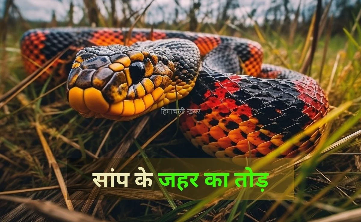 किसी को सांप काट ले तो सबसे पहले करें ये घरेलू उपाय, जानें कैसे बच सकती है जान​​​
