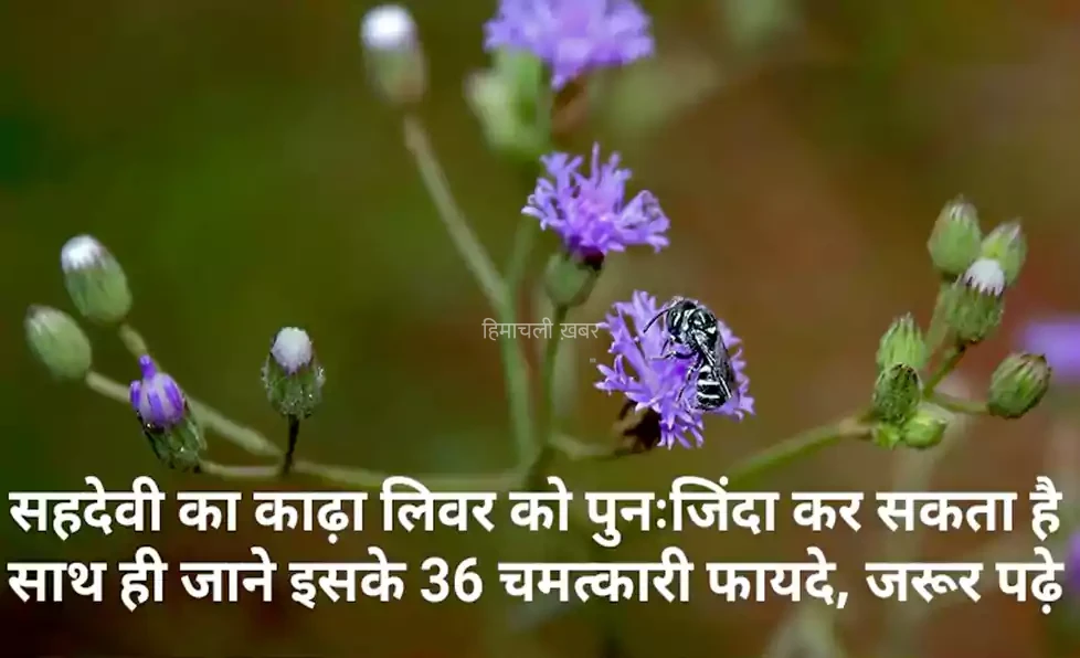 सहदेवी का काढ़ा लिवर को पुनः जिंदा कर सकता है. साथ ही जाने इसके 36 चमत्कारी फायदे, जरूर पढ़े