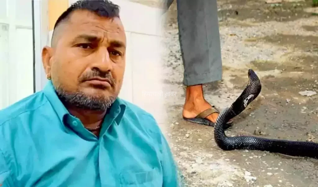 सांप ने किसान को काटा तो गुस्से में किसान ने सांप को ही काटकर खा गया फिर जो हुआ सोच भी नहीं सकते​​​
