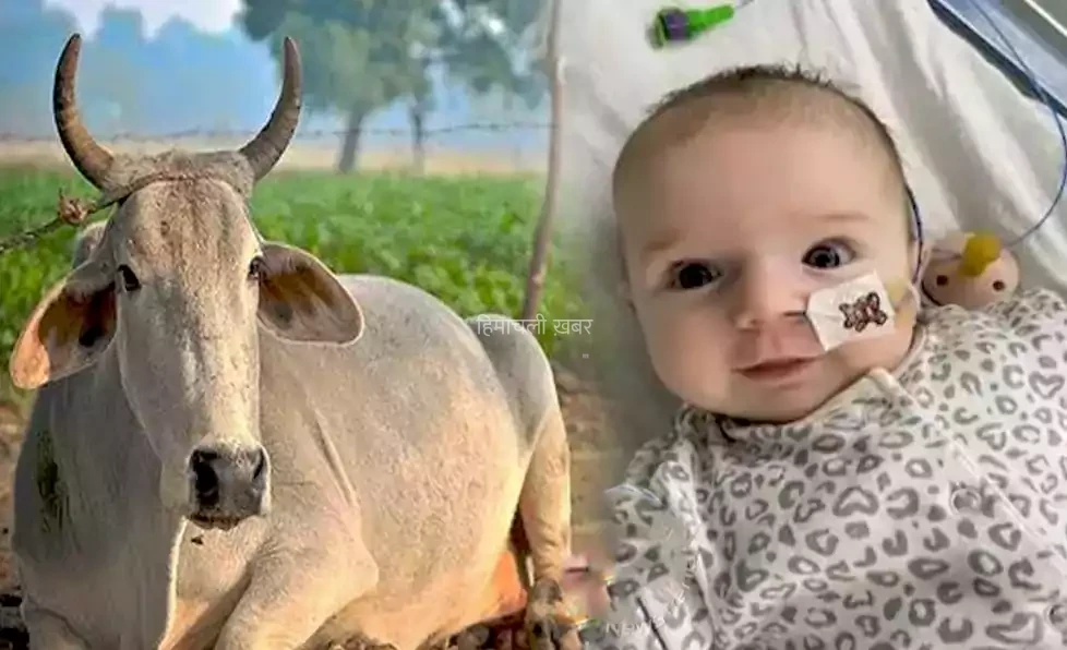फरिश्ता बनी गौमाता। 13 हफ्ते की बच्ची की बचाई जान फिर से धड़कने लगा दिल