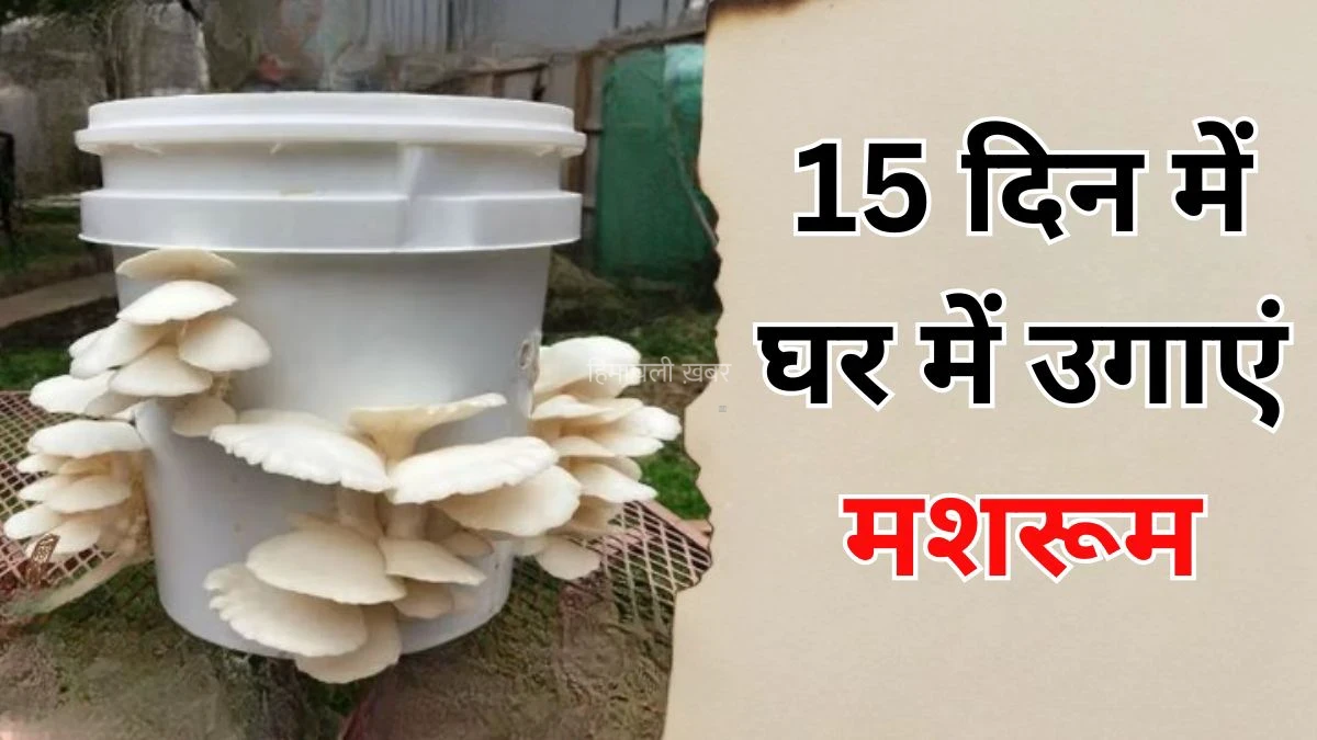 खाने हैं रोज ताजे मशरूम तो 15 दिन में इन 2 चीजों से घर में उगा डालिए कुकुरमुत्ता