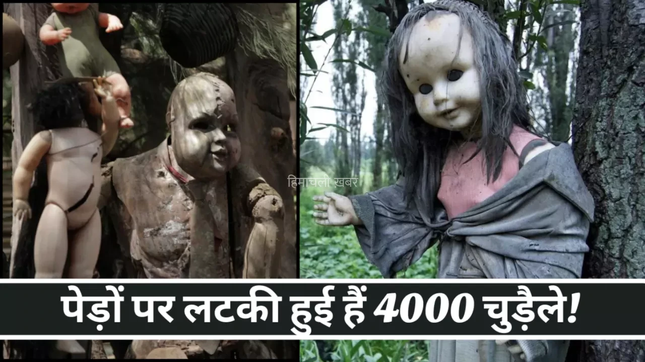 इस आइसलैंड पर पेड़ों पर लटकी हुई हैं 4000 चुड़ैले! पढ़े पूरा रहस्य​​​