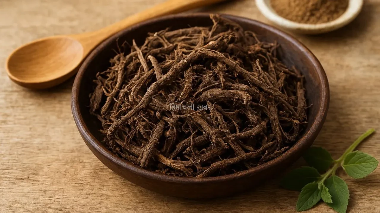 Jatamansi For Hair: महादेव की प्रिय जड़ी जटामांसी का कमाल! झड़ते, सफेद बालों पर ऐसे करती है चमत्कार