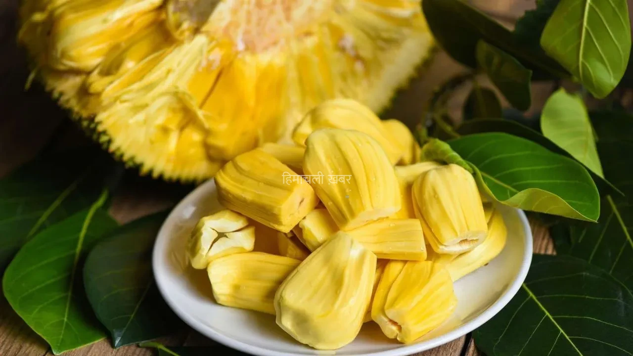 Ripe Jackfruit: पका कटहल कहीं बिगाड़ न दे सेहत, इन 5 लोगों को खाने से पहले जरूर जान लेनी चाहिए ये बात