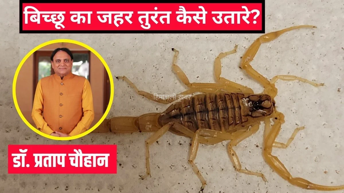 बिच्छू का जहर तुरंत कैसे उतारे? आयुर्वेदिक डॉक्टर ने बताया बिच्छू के काटने पर क्या करना चाहिए